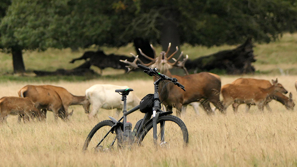 Fiets in natuur Fiets in natuur