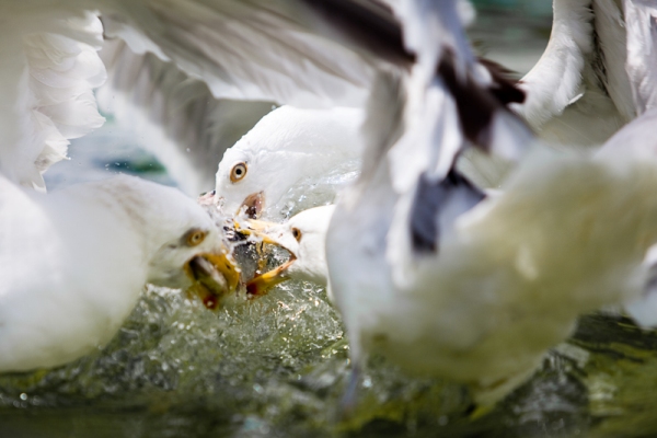 Meeuwen National Geographic 2010