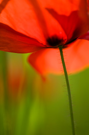 Rood is snel overbelicht