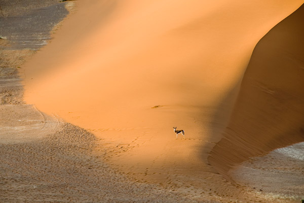 Springbok in Hidden Vlei