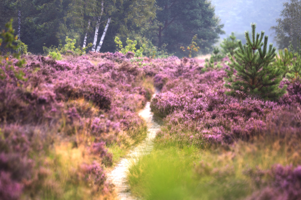 Laura van der Burgt Landschapsfotografie 1