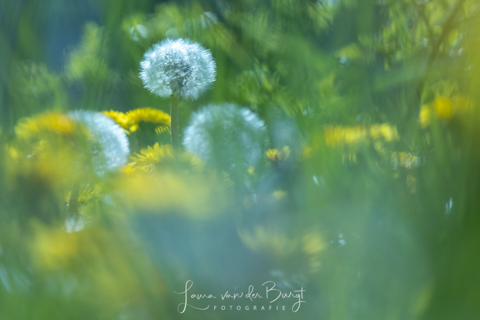 Paardenbloem