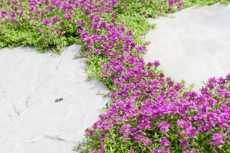 Tuin fotografieklaar maken