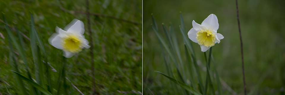 Bloemen wamel zelfde ev