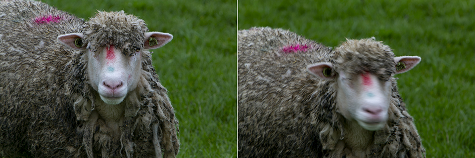 Schapen wamel zelfde ev