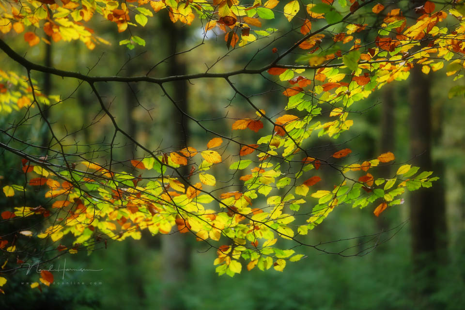 2013 nando kleine scherptediepte 2 2013 nando kleine scherptediepte 2