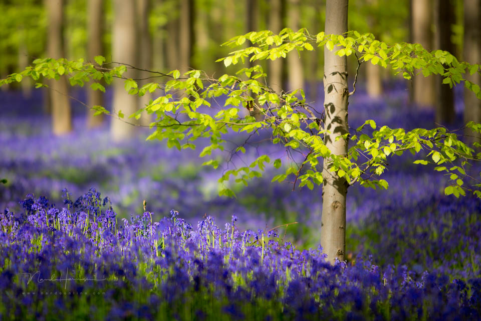 2014 nando kleine scherptediepte 2 2014 nando kleine scherptediepte 2