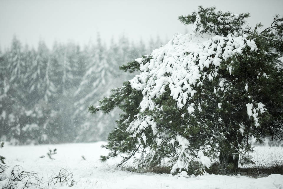 2014 nando kleine scherptediepte 3 2014 nando kleine scherptediepte 3