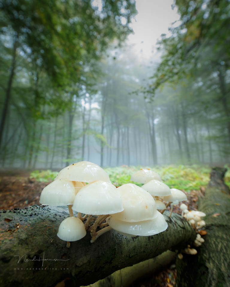 2016 nando kleine scherptediepte 2016 nando kleine scherptediepte