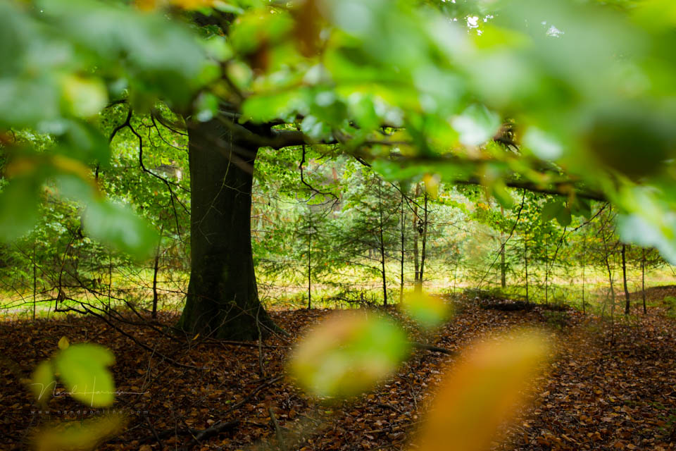 2017 nando kleine scherptediepte 2017 nando kleine scherptediepte