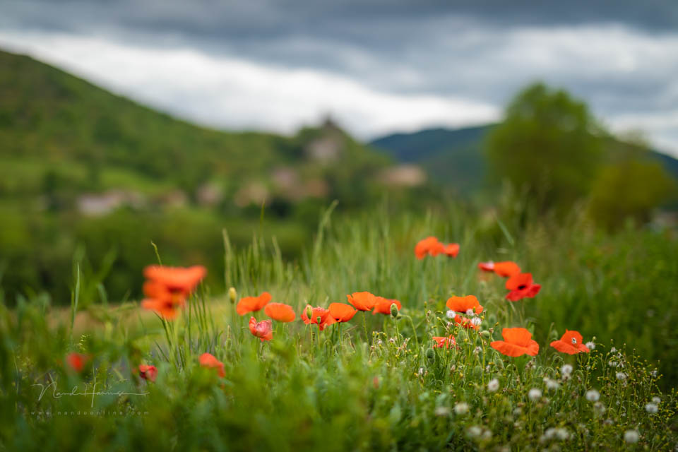 2019 nando kleine scherptediepte 2019 nando kleine scherptediepte