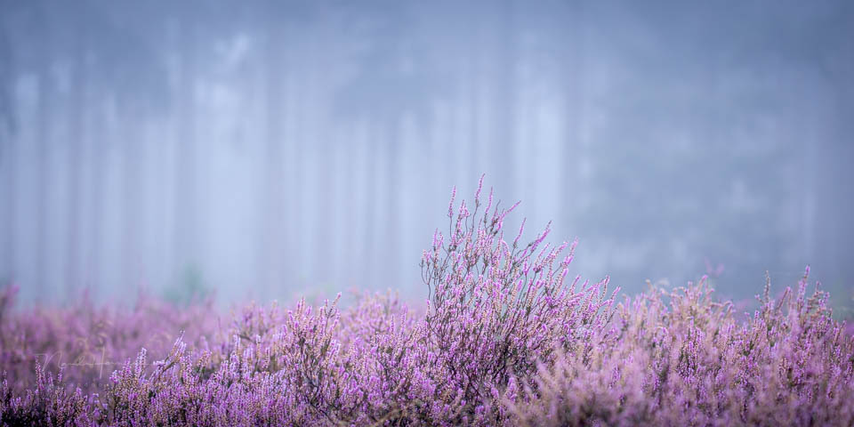 2020 nando kleine scherptediepte 2020 nando kleine scherptediepte