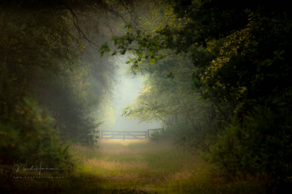 2021 nando kleine scherptediepte 2021 nando kleine scherptediepte