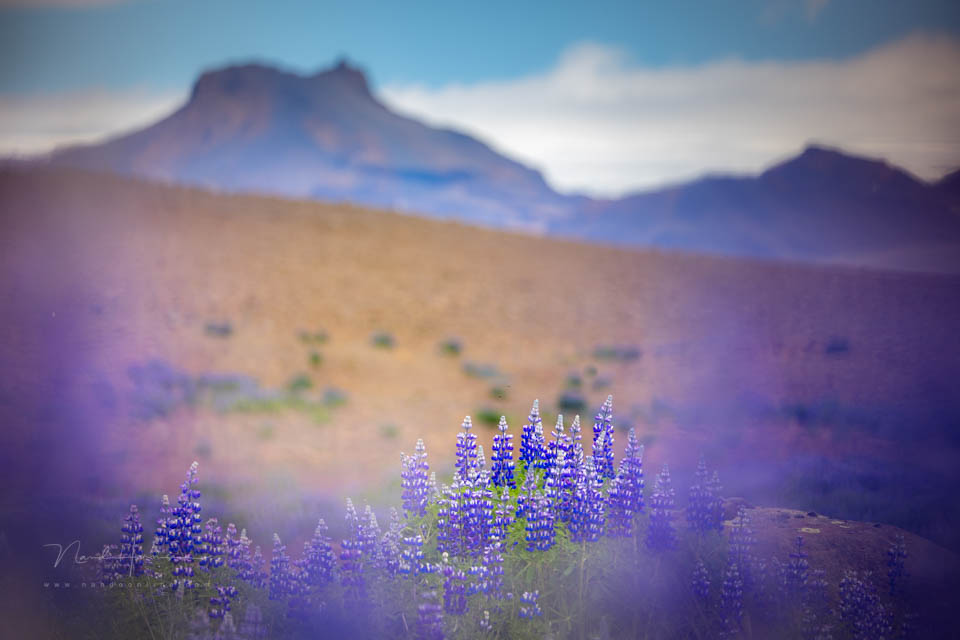 2022 nando kleine scherptediepte 2022 nando kleine scherptediepte