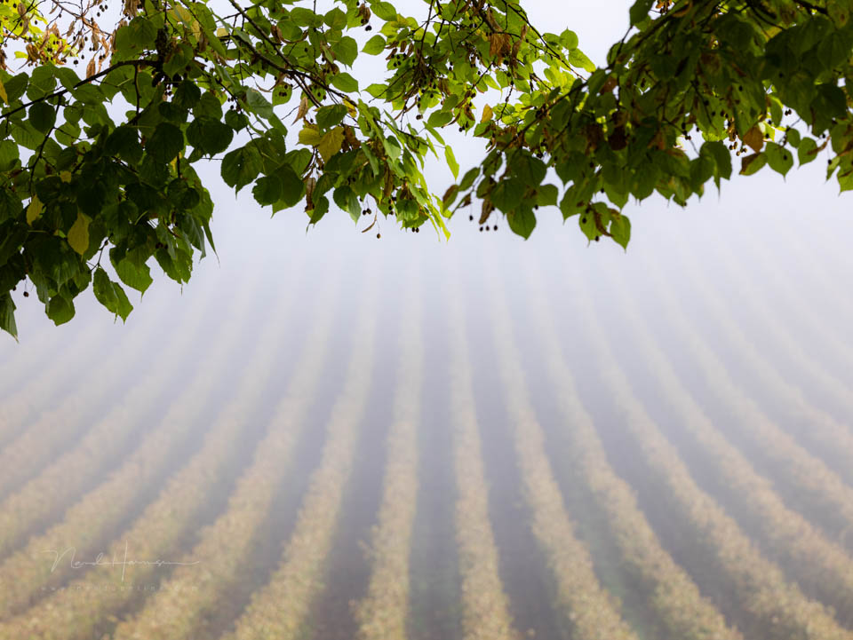 2024 nando kleine scherptediepte 2024 nando kleine scherptediepte