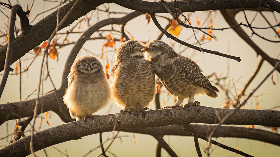 2024 nikoncommedywildlifeaward junior