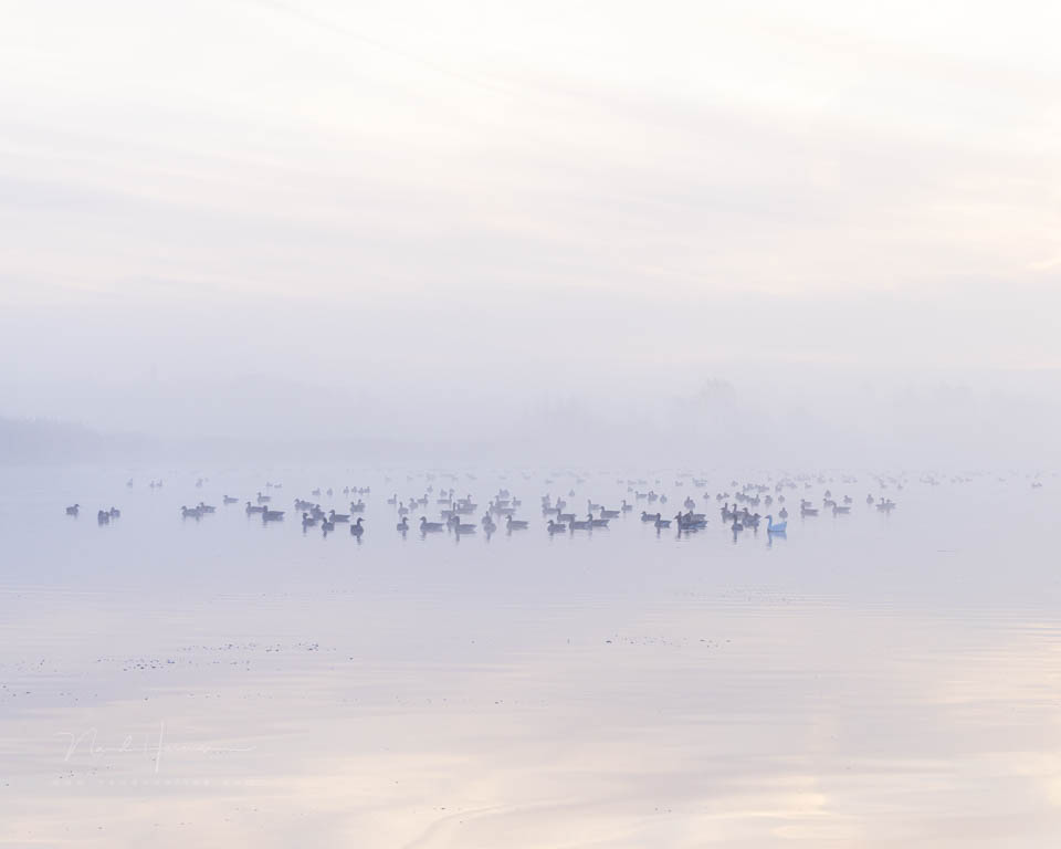 2025 nando hifgh keyfoto ganzen mist 2025 nando hifgh keyfoto ganzen mist