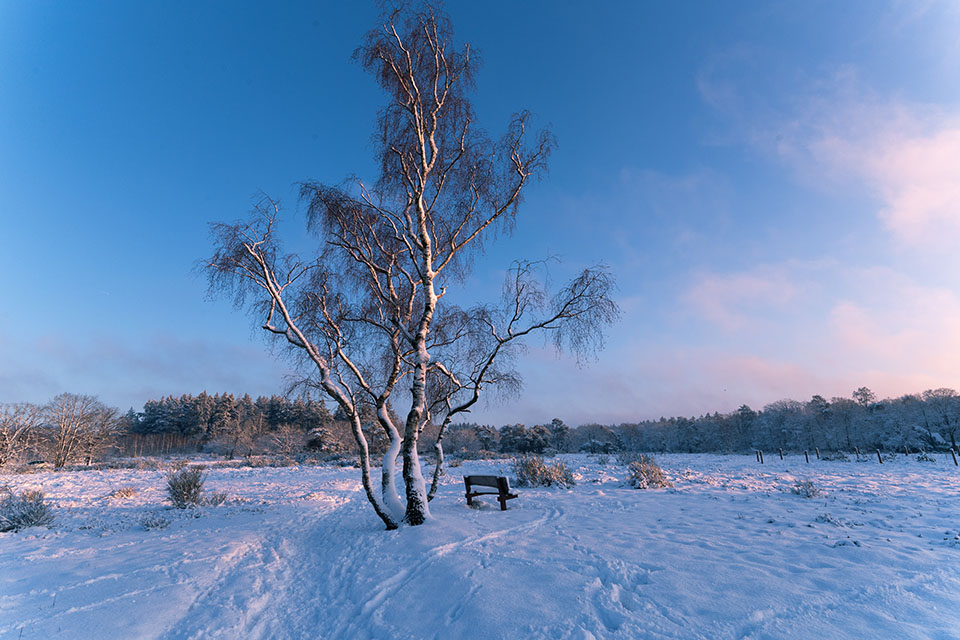 Lodewijk van Pol Lodewijk van Pol