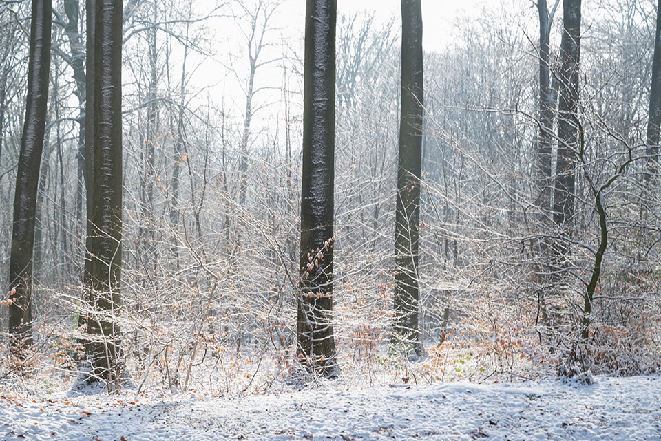 MoniqueSchaefer MoniqueSchaefer