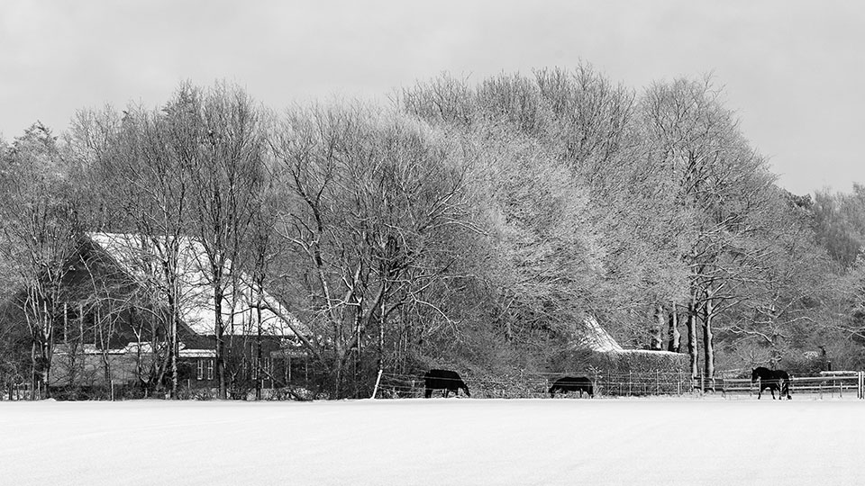 Toon Bertens Toon Bertens