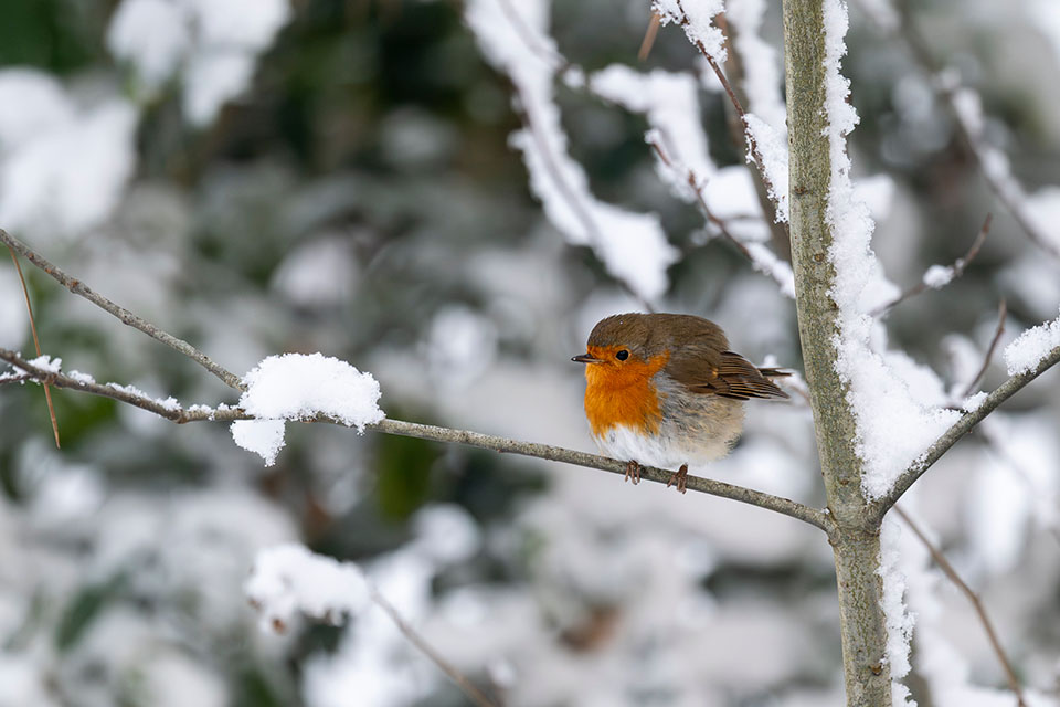 Wil van Gorp Wil van Gorp