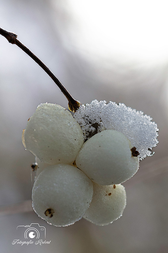 Fotografie robert Fotografie robert