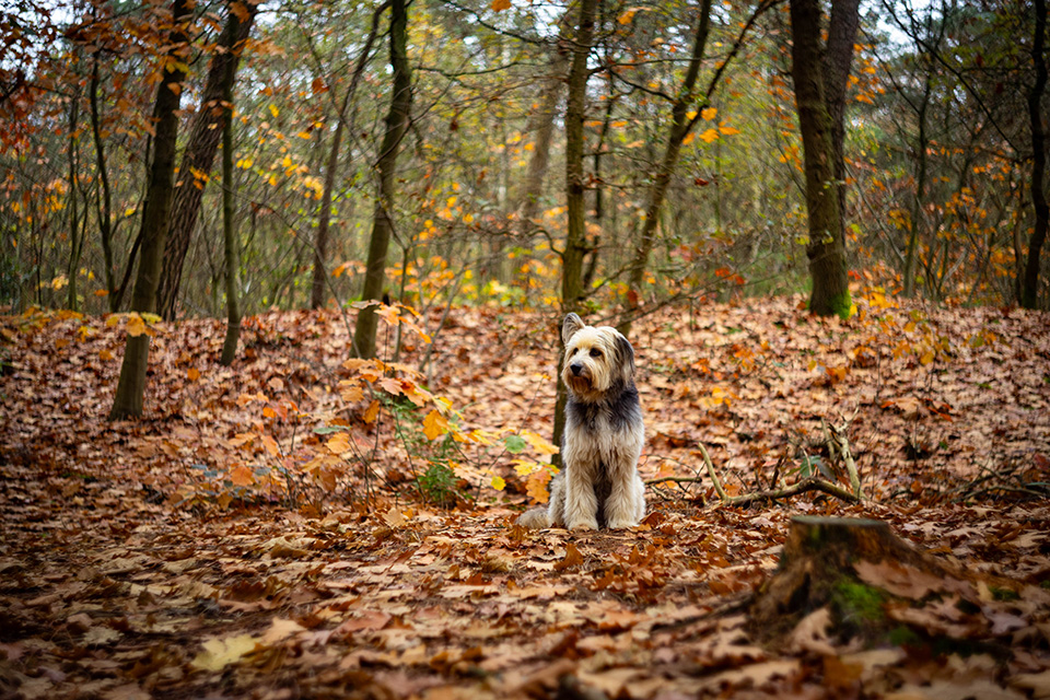 Helios 44 2 3 Helios 44 2 3