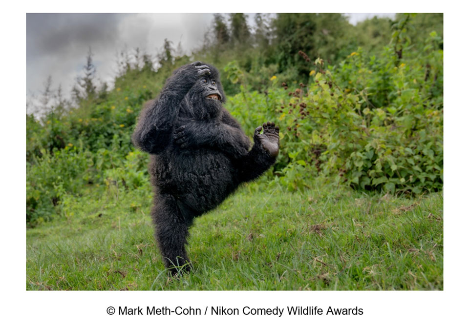 Mark meth cohn comedy wildlife awards Mark meth cohn comedy wildlife awards