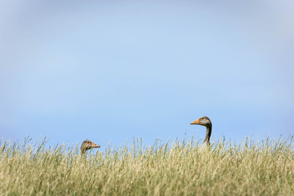 Nando 2010 grauwe gans