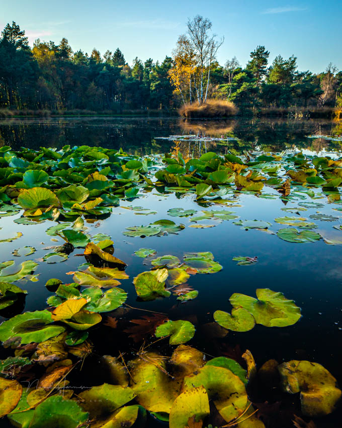 Nando 2020 landschap regte heide