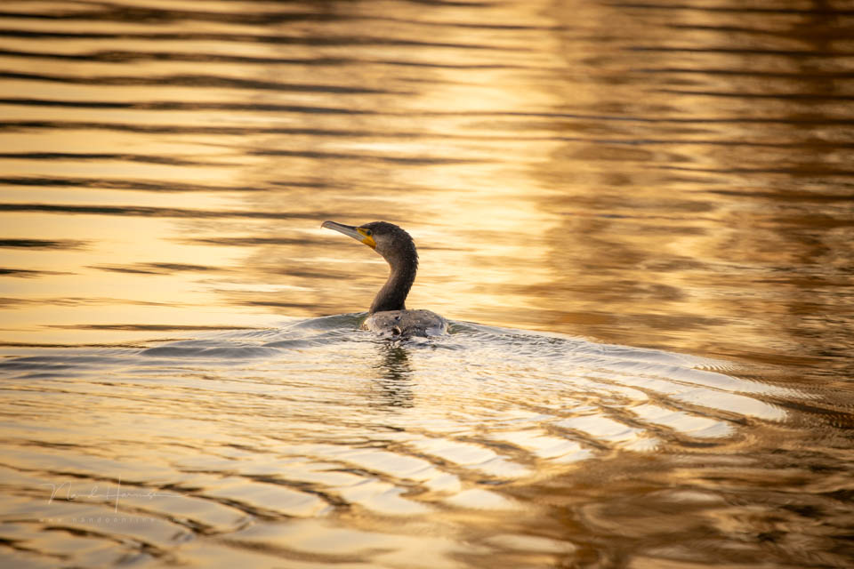 Nando 2021 aalscholver