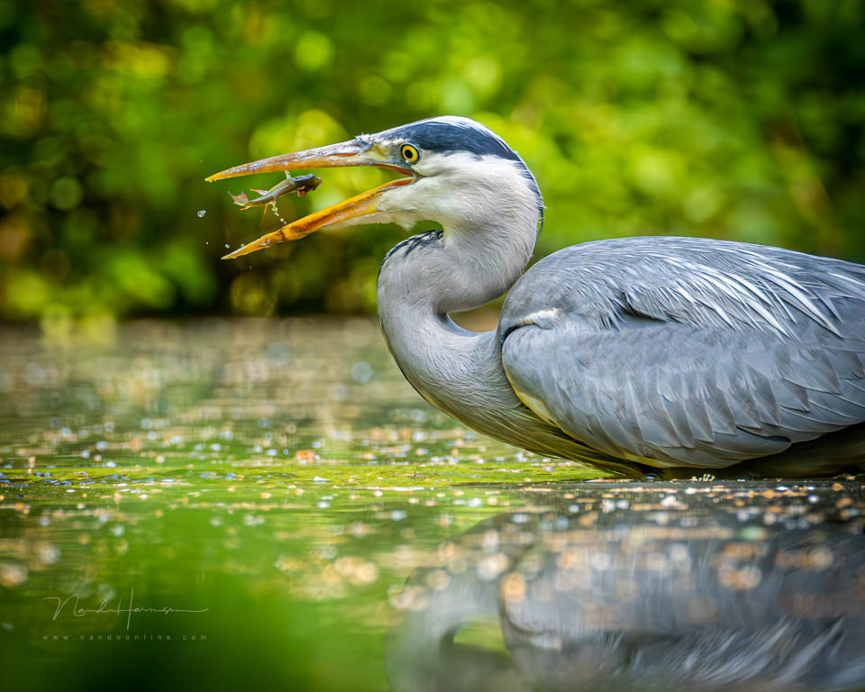 Nando 2023 reiger fotohut