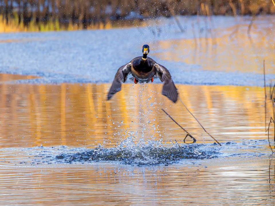 Nando 2024 wilde eend