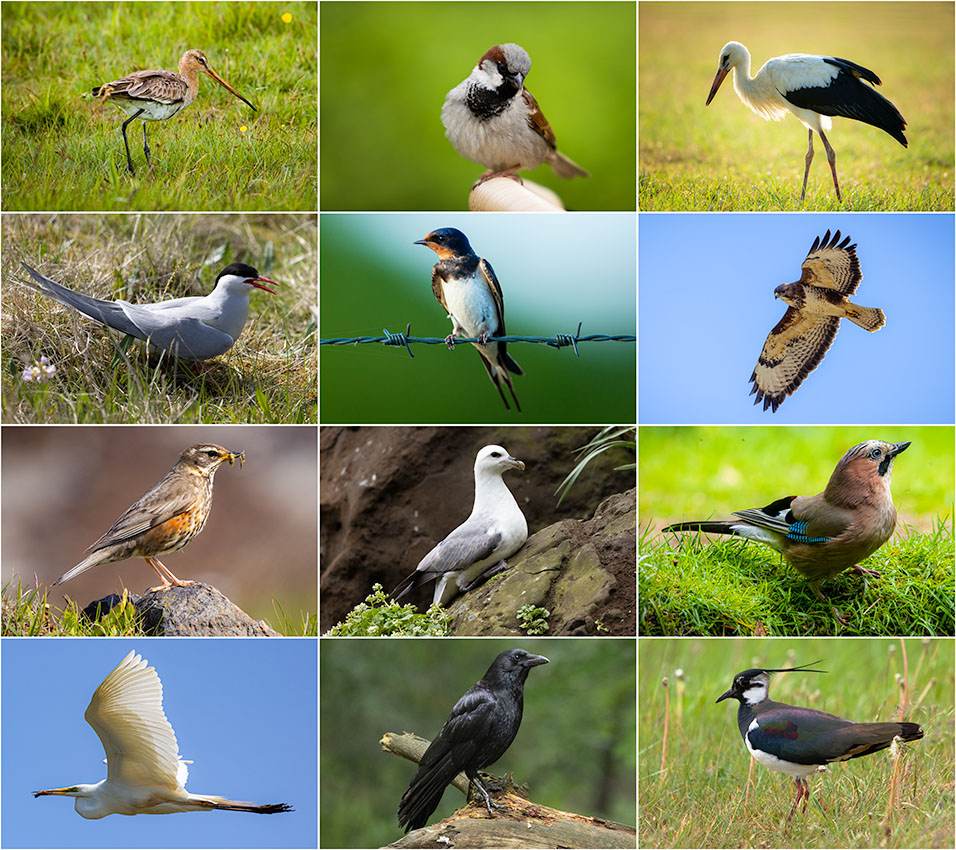 Nando collage vogels