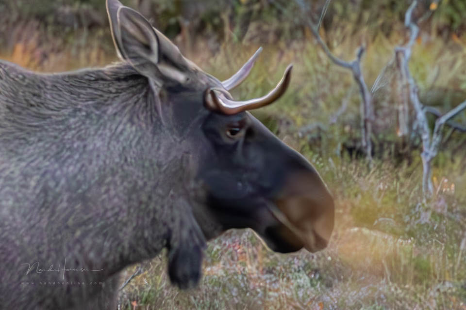 Nando eland ruis max