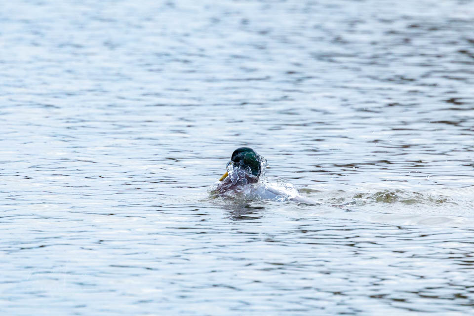 Nando eos r6mk3 eend