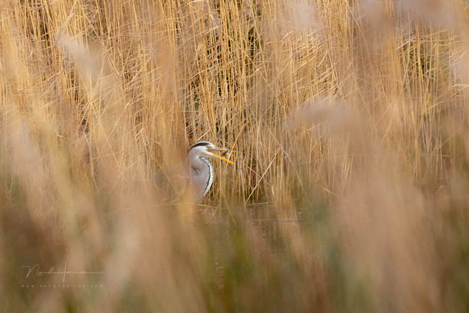 Nando eos r6mk3 voorbeeld 13