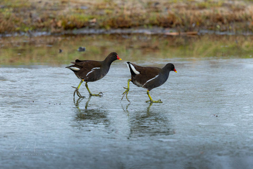Nando eos r6mk3 waterhoentjes