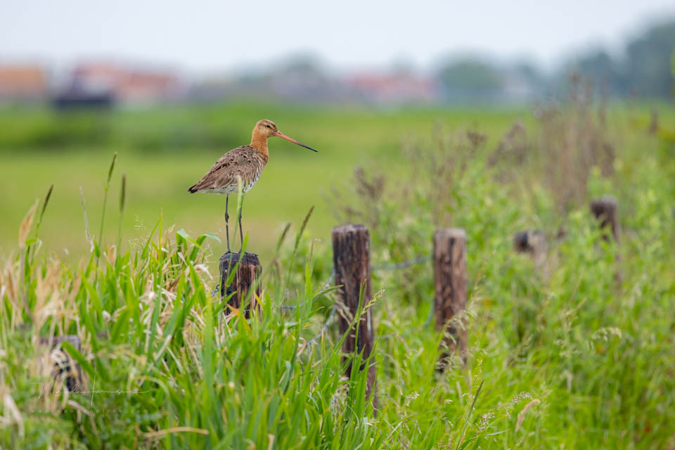 Nando grutto in landschap