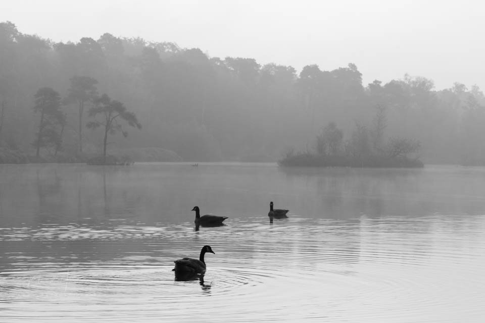 Nando high key 02 zwart wit Nando high key 02 zwart wit