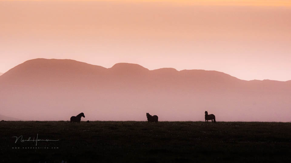 Nando ijslandse ponies