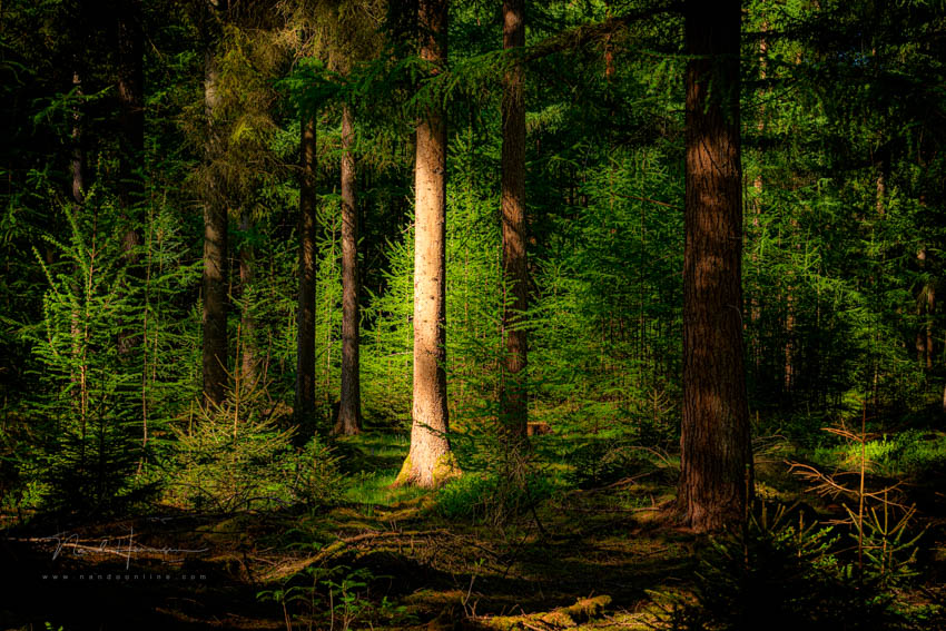 Nando in het bos 10 Nando in het bos 10