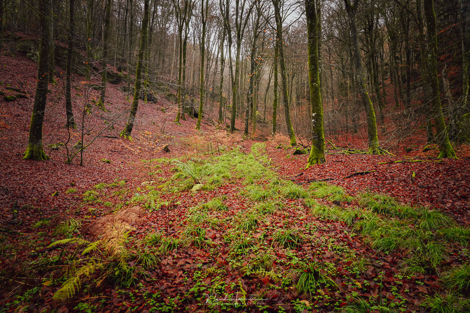 Nando in het bos 2