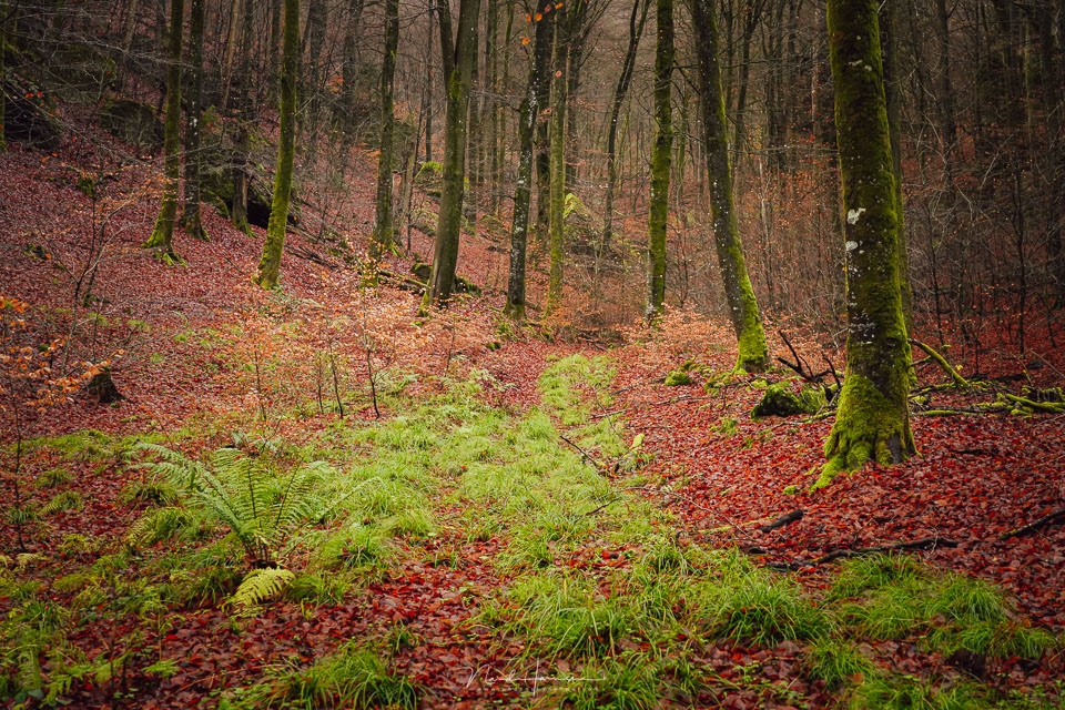 Nando in het bos 3