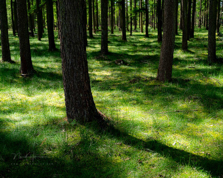 Nando in het bos 7 Nando in het bos 7