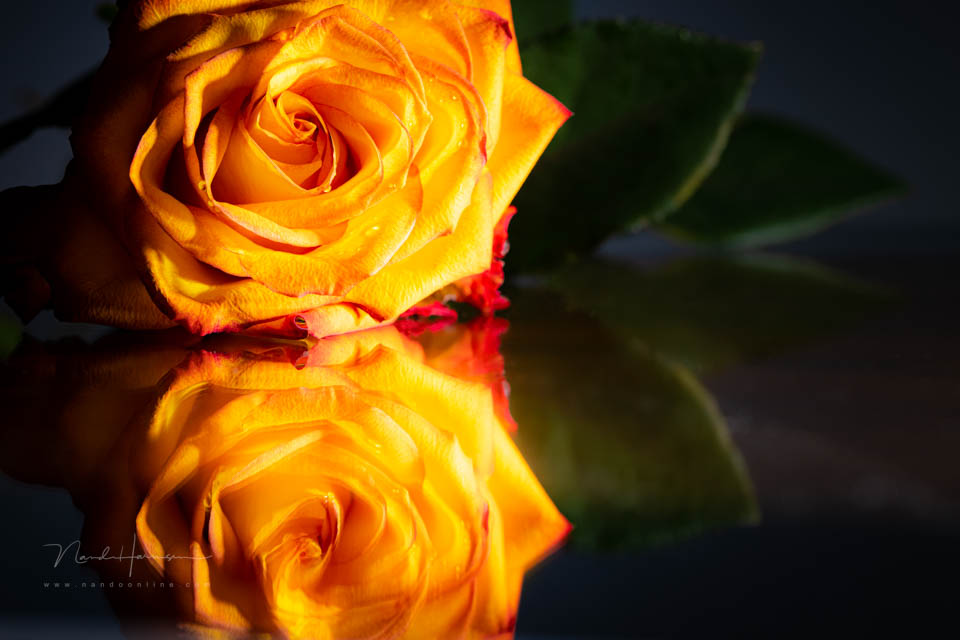 Nando inspiratie stilleven