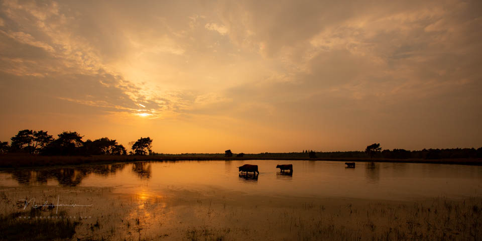Nando landschap met dieren 2