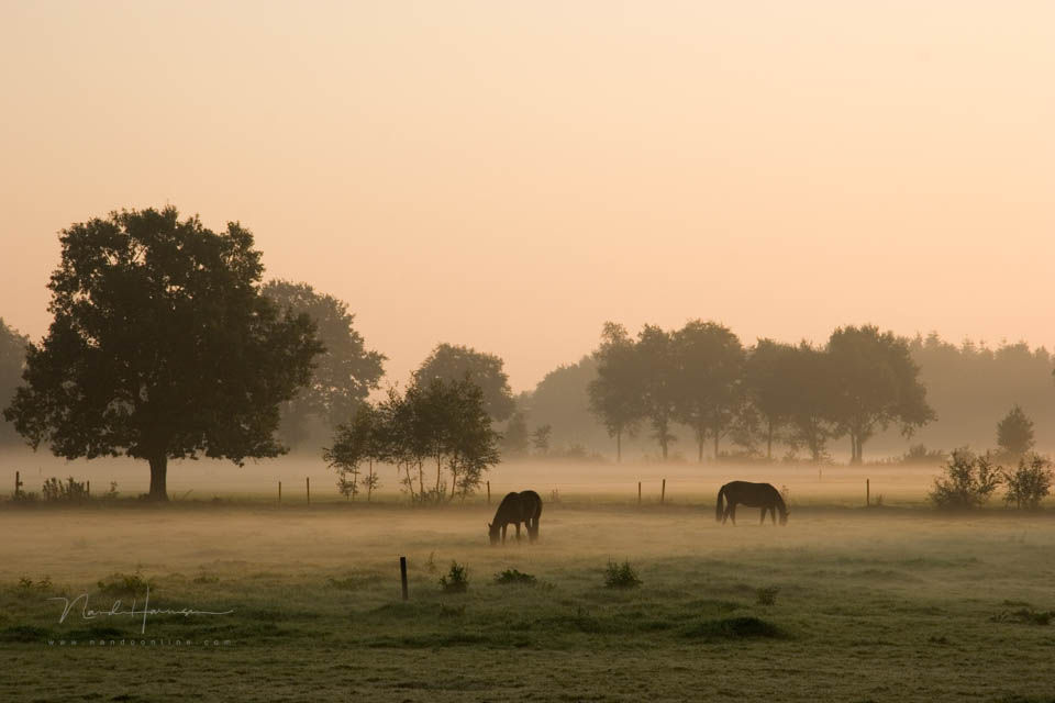 Nando landschap met dieren