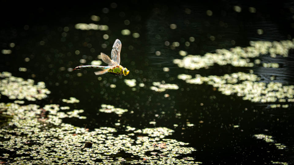 Nando object herkenning insecten Nando object herkenning insecten