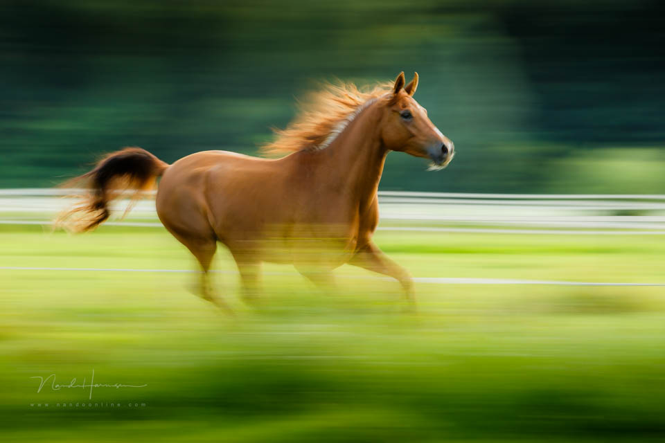 Nando panning voorbeeld 2